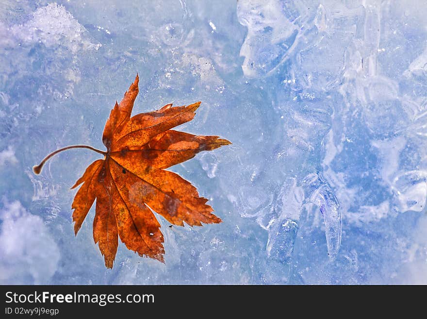 Purple Autumn Foliage On Ice