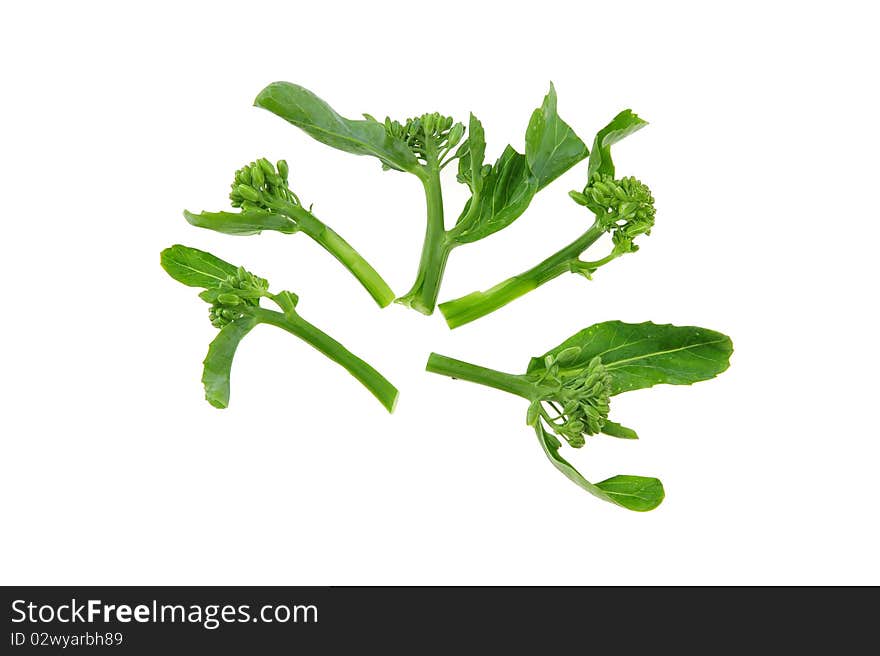 Green vegetable on white background