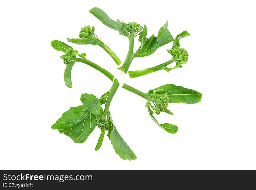 Green vegetable on white background