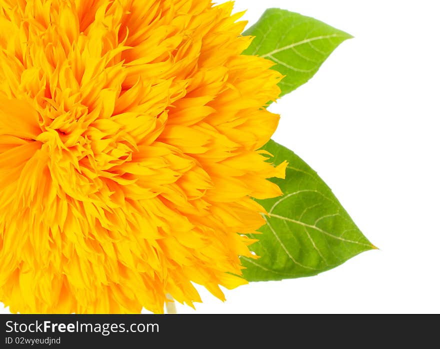 Sunflower on a white background