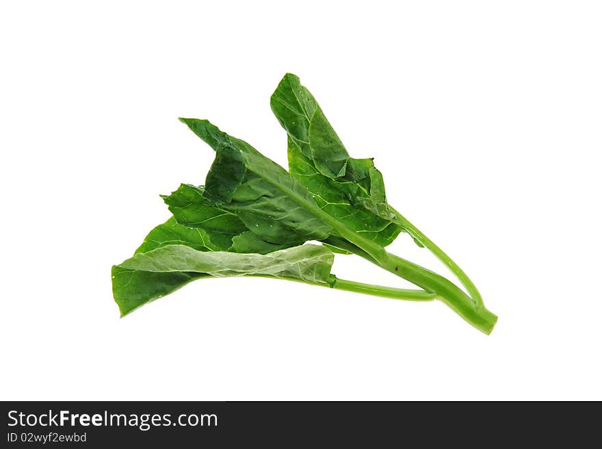 Green vegetable on white background