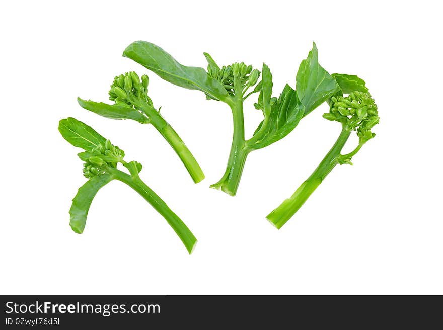 Green vegetable on white background