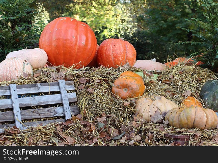 Details of pumpkins for halloween