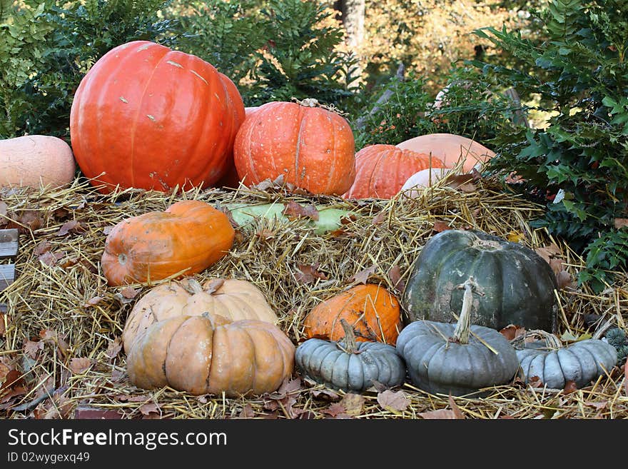 Details of pumpkins