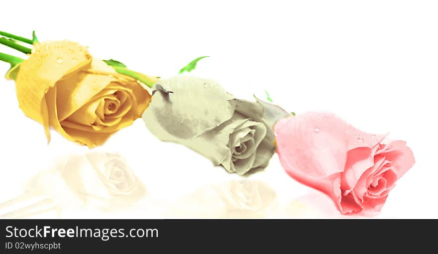 3 roses