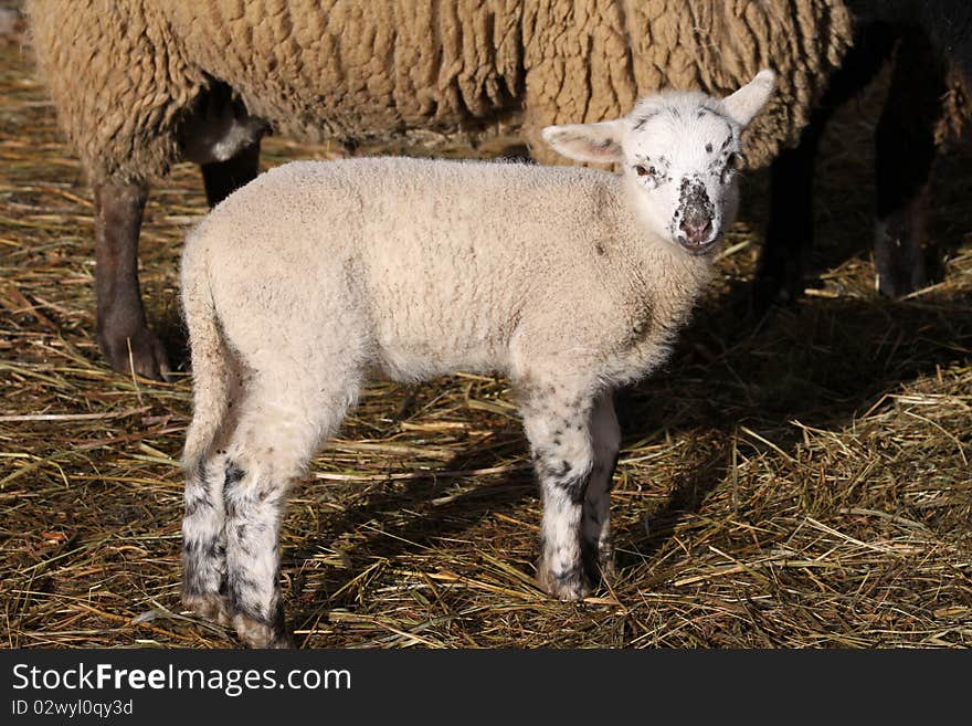 Cute newborn lamb in Germany