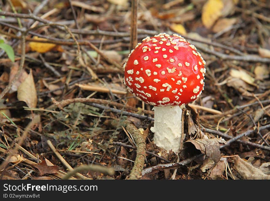 Fly-agaric in the forest