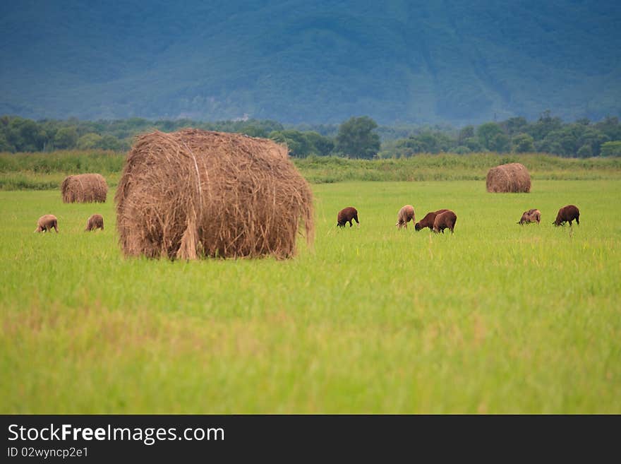 A flock of sheep grazing on the field among the haystacks. A flock of sheep grazing on the field among the haystacks