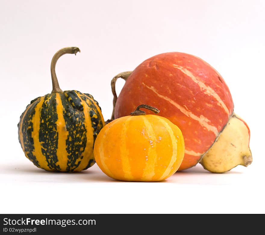 Mini Pumpkins Isolated on a White Background