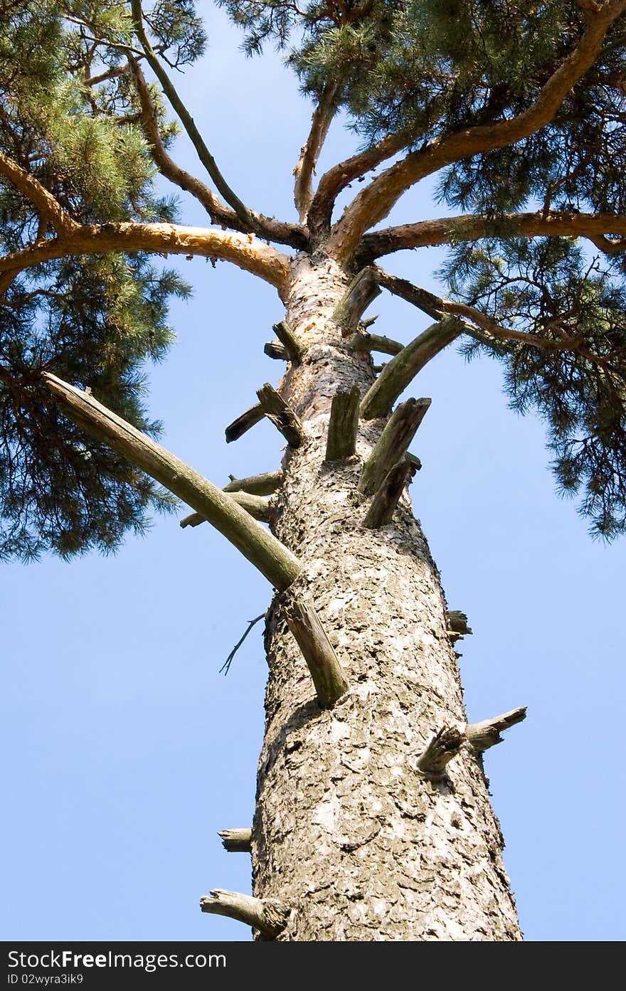 Trunk Of Pine