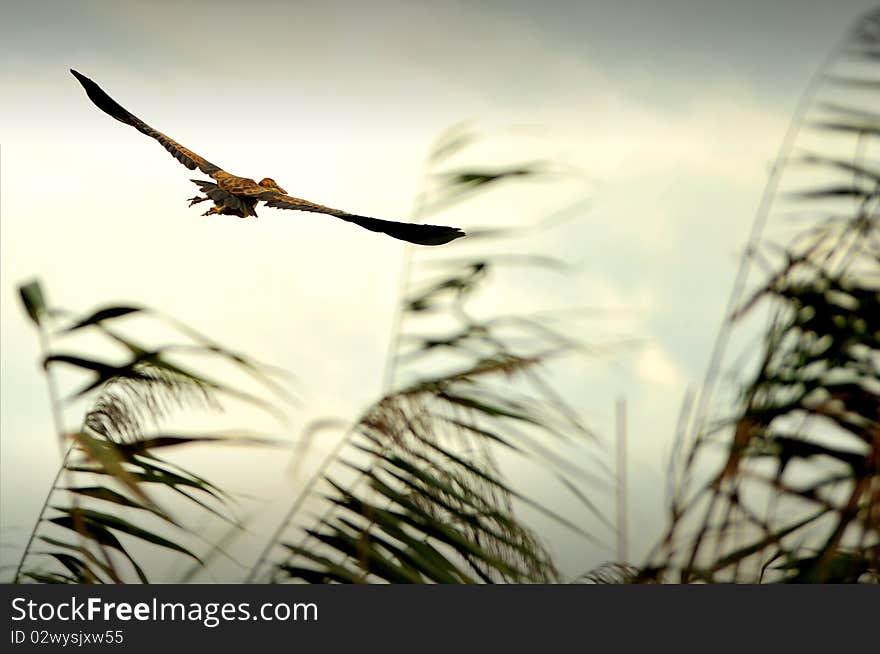 Flying Danube Delta Bird