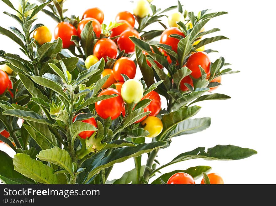 Red berries of the nightshade isolated on white background. Red berries of the nightshade isolated on white background