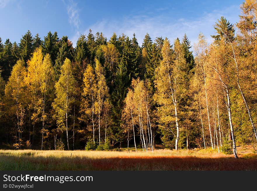 Trees During the Autumn