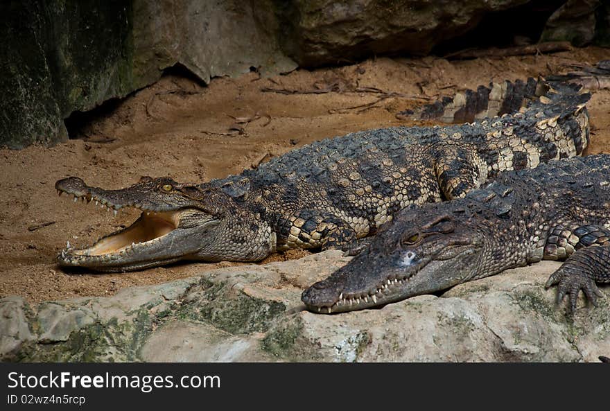 Big crocodile in zoo danger nature