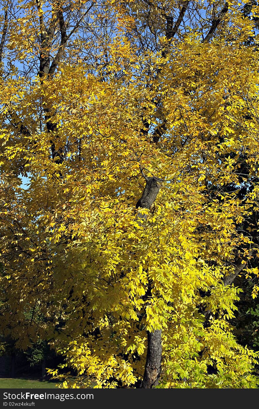 Colorful autumn tree in the park