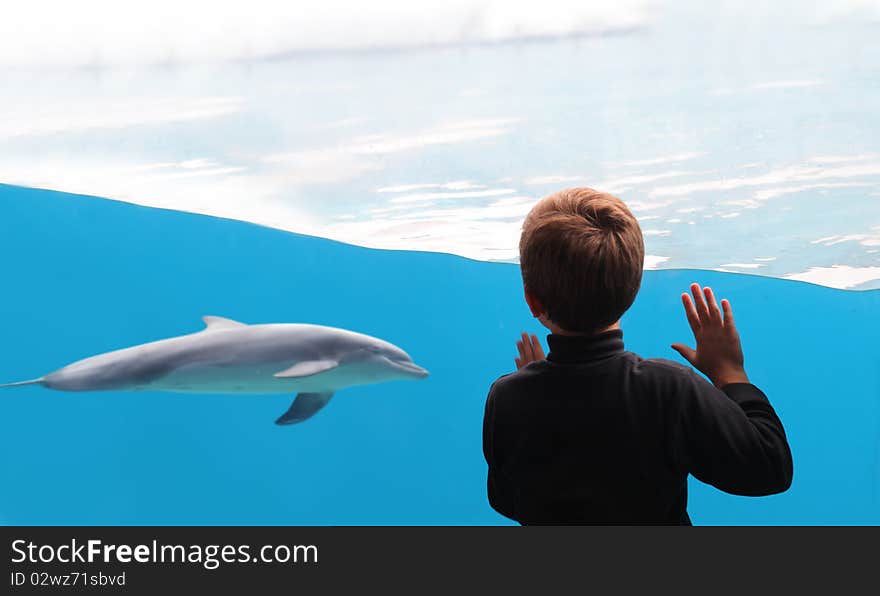 Child observing a dolphin at the aquarium