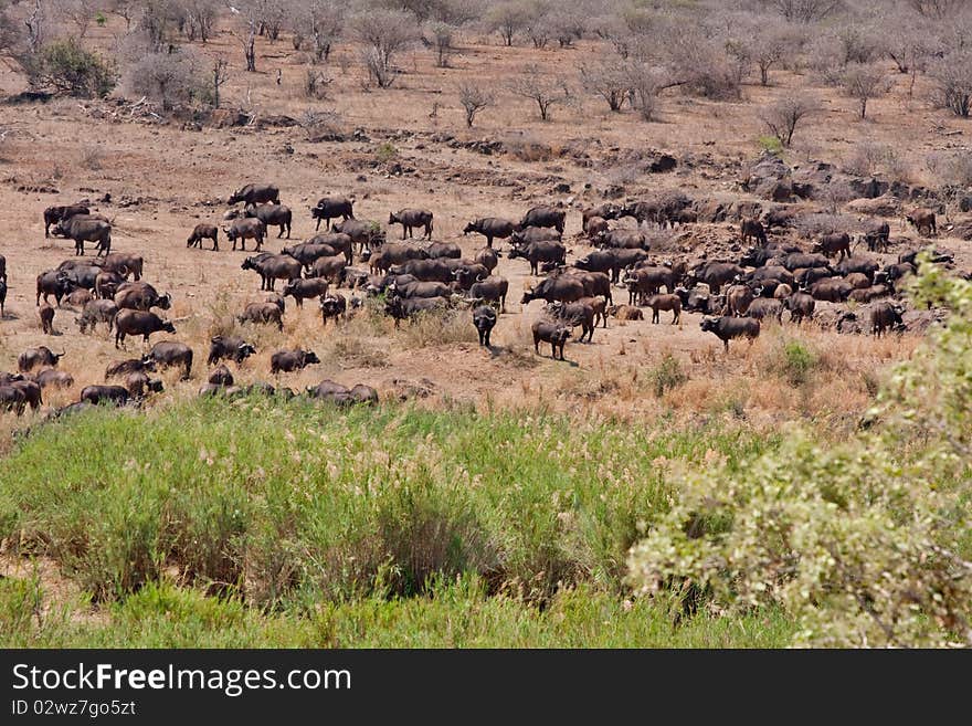 African cape buffalo in Kruger National Park, South Africa,huge herd in the bush