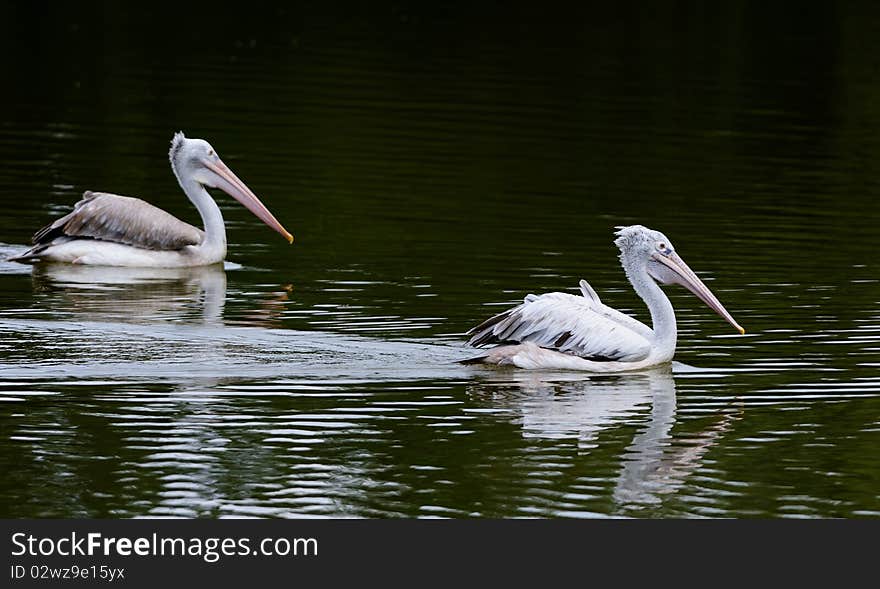 Pelican