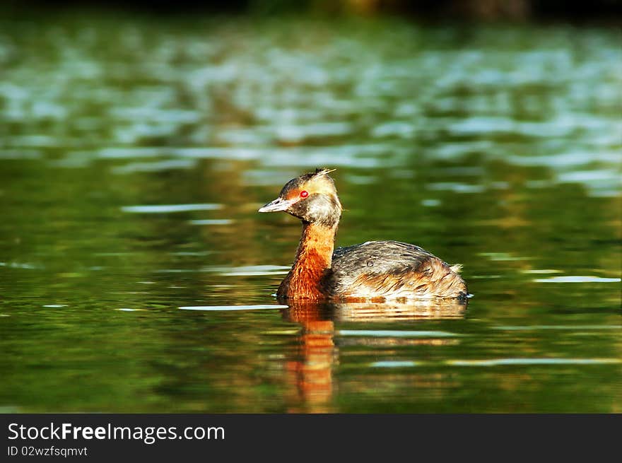 Podiceps Auritus