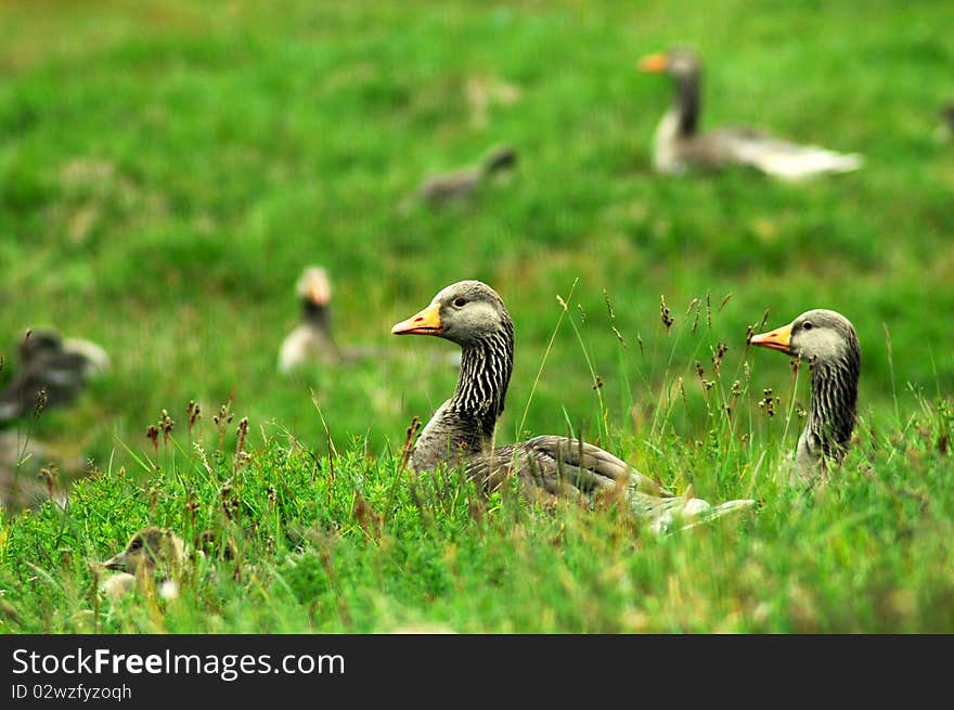 Wild gooses in grass on Iceland. Wild gooses in grass on Iceland