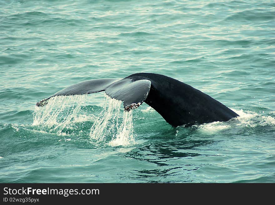 Humpback in sea on Iceland. Humpback in sea on Iceland