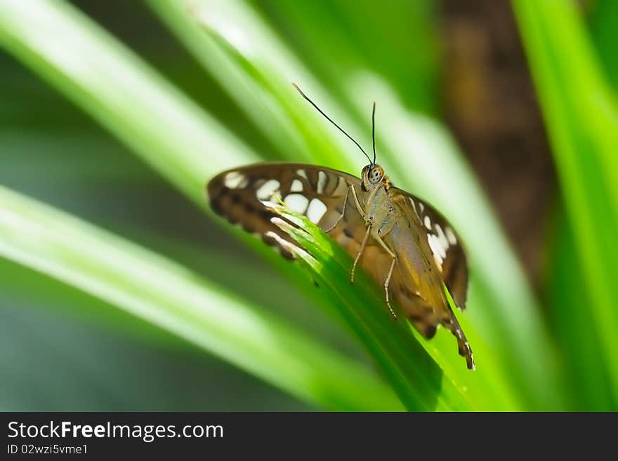 Closeup of an Orange Julia Butterfly