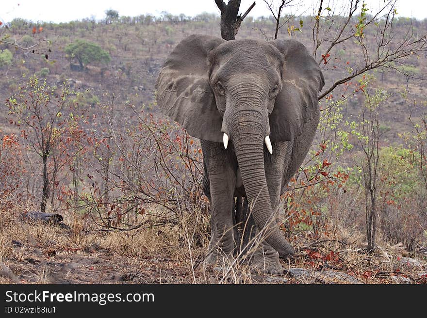 African elephant in Kruger National Park, South Africa