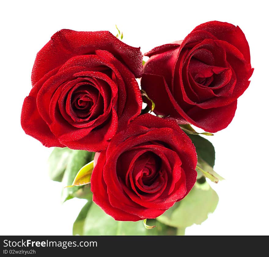 Three roses isolated on white. very shallow depth of field