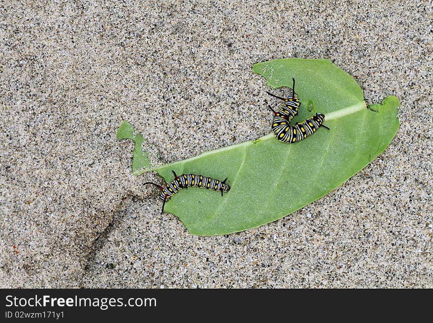 Monarch butterfly caterpillars (Danaus plexippus) crawling and feeding on green leaf.