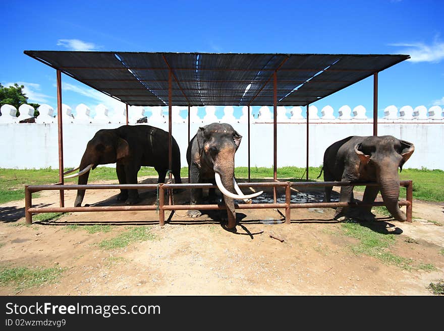 Thai Elephant at Locations film Legend of King Naresuan