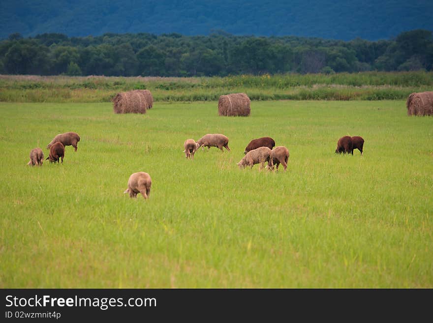 A flock of sheep grazing on the field among the haystacks. A flock of sheep grazing on the field among the haystacks