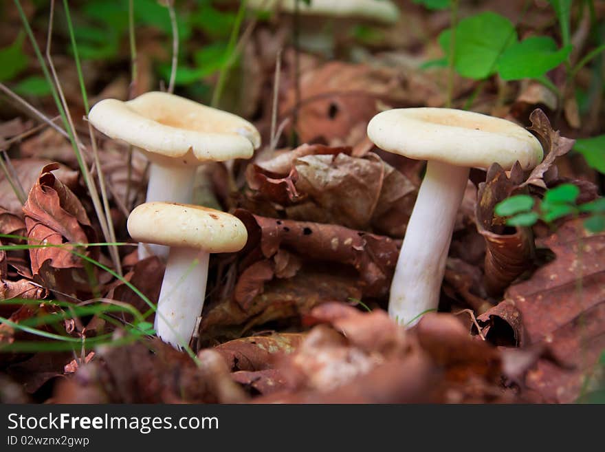 Mushroom trio