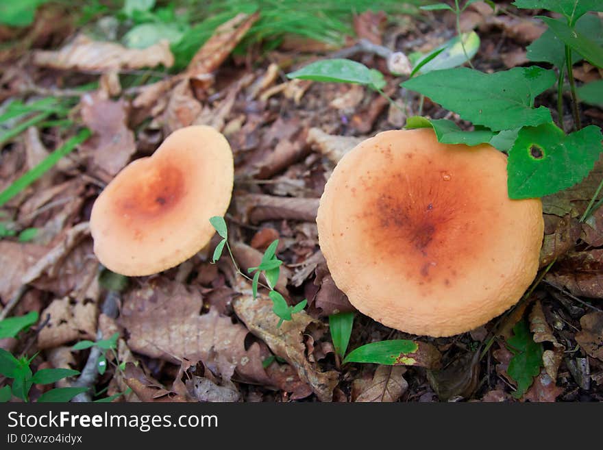 Mushrooms in the forest