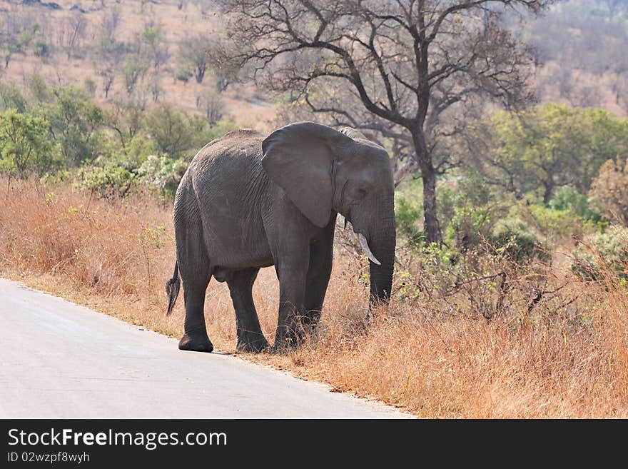 African elephant in Kruger National Park, South Africa