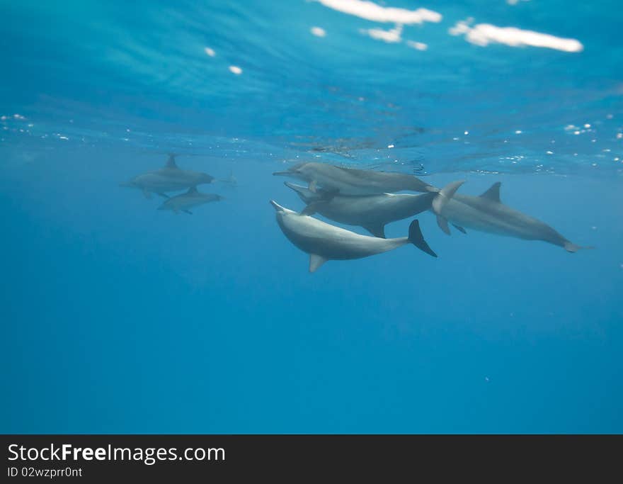 Mating Spinner dolphins in the wild.