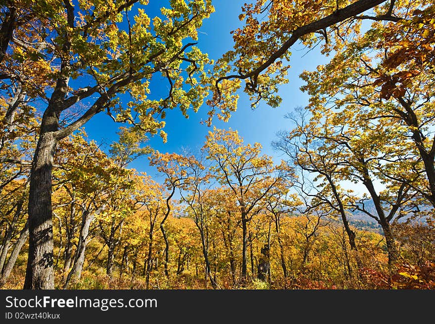 Trees Stretch Into