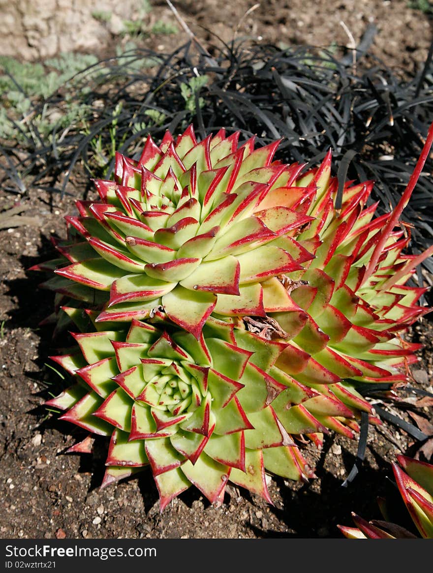 Red and green cactus bloom