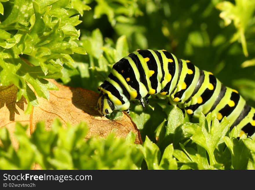 Swallowtail caterpillar eating a leaf on a sunny day