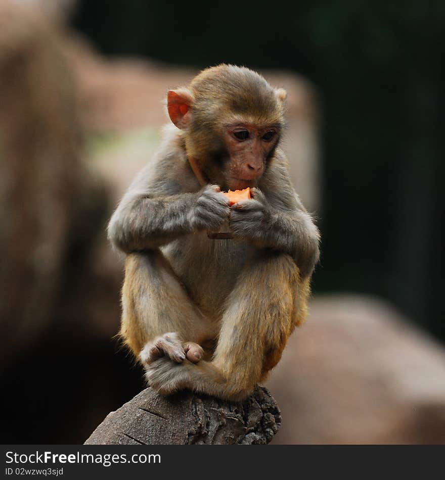 Spring, photo in guangzhou zoo. Spring, photo in guangzhou zoo