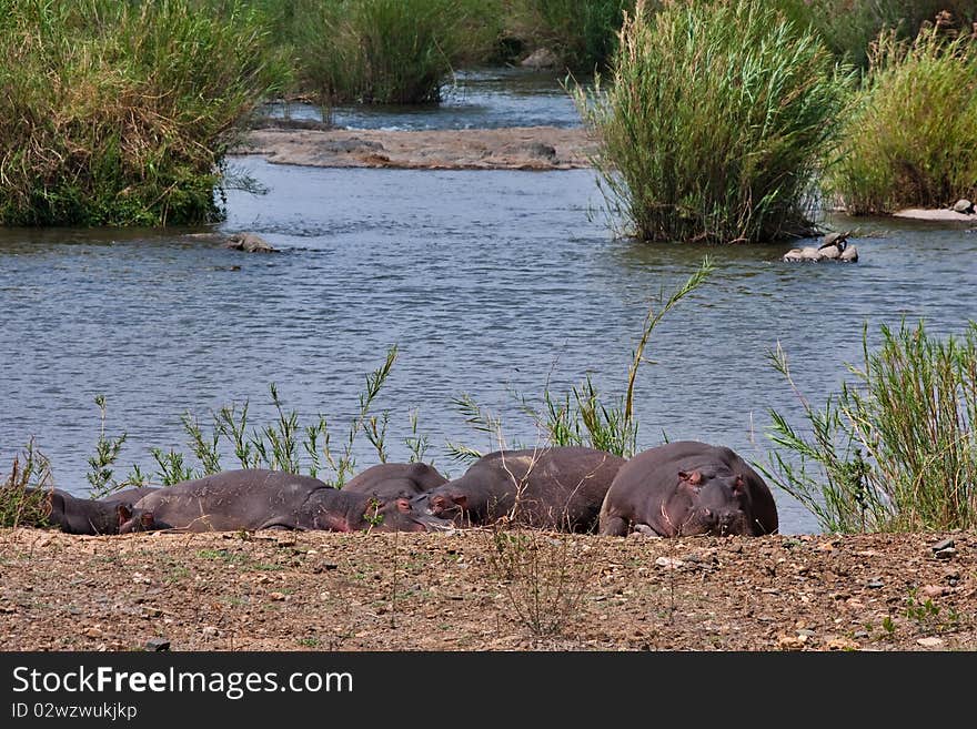 Hippopotamus in river