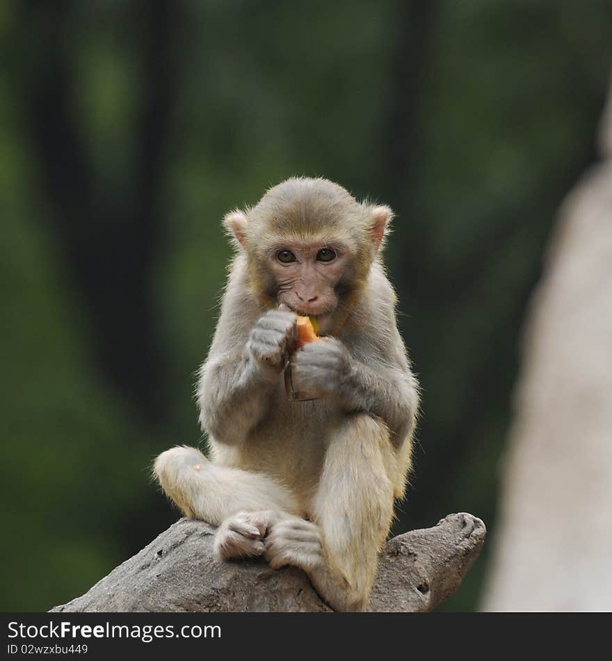 Spring, photo in guangzhou zoo. Spring, photo in guangzhou zoo