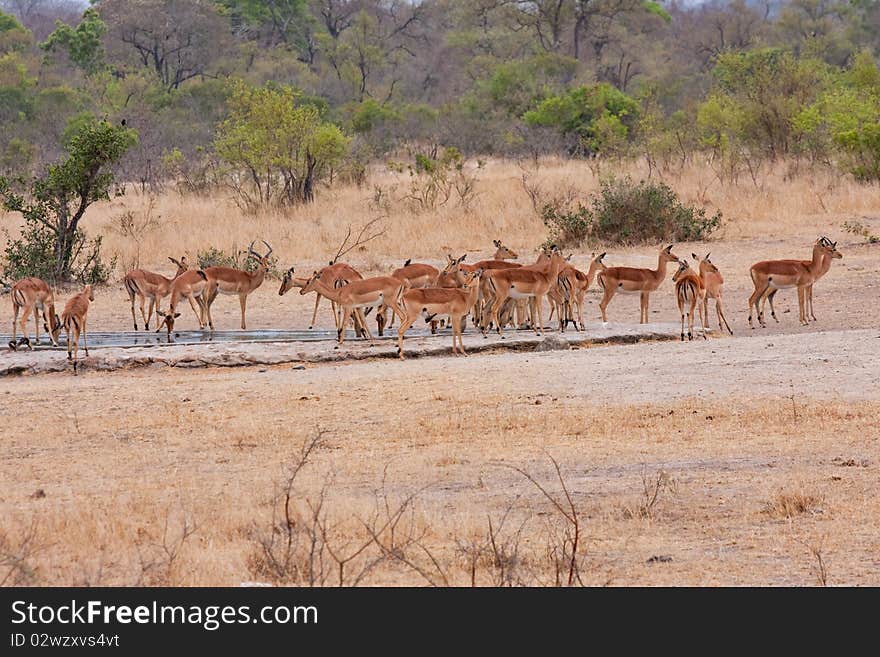 Impala antelope