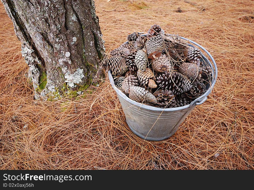 Pine cones