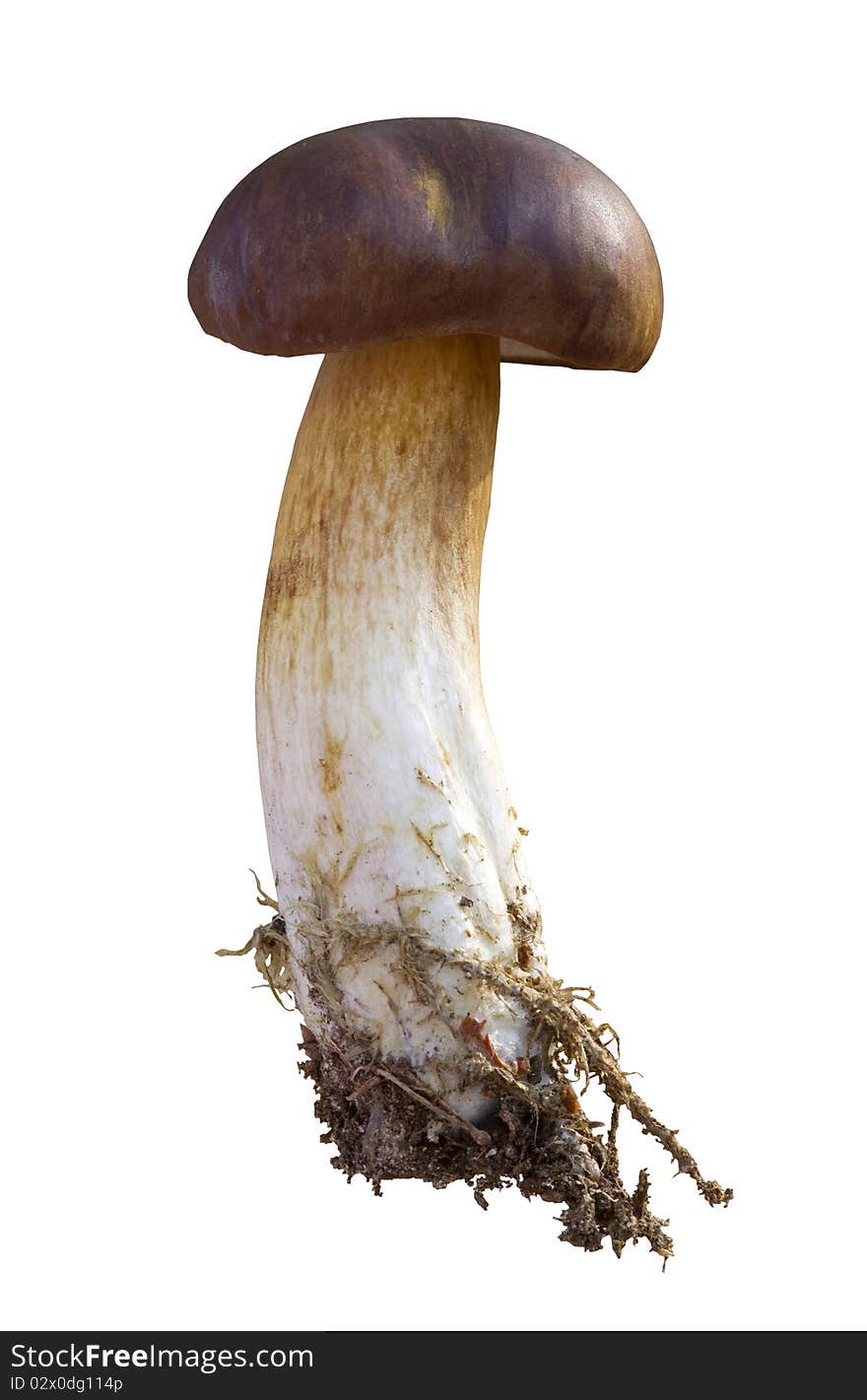 Edible mushrooms