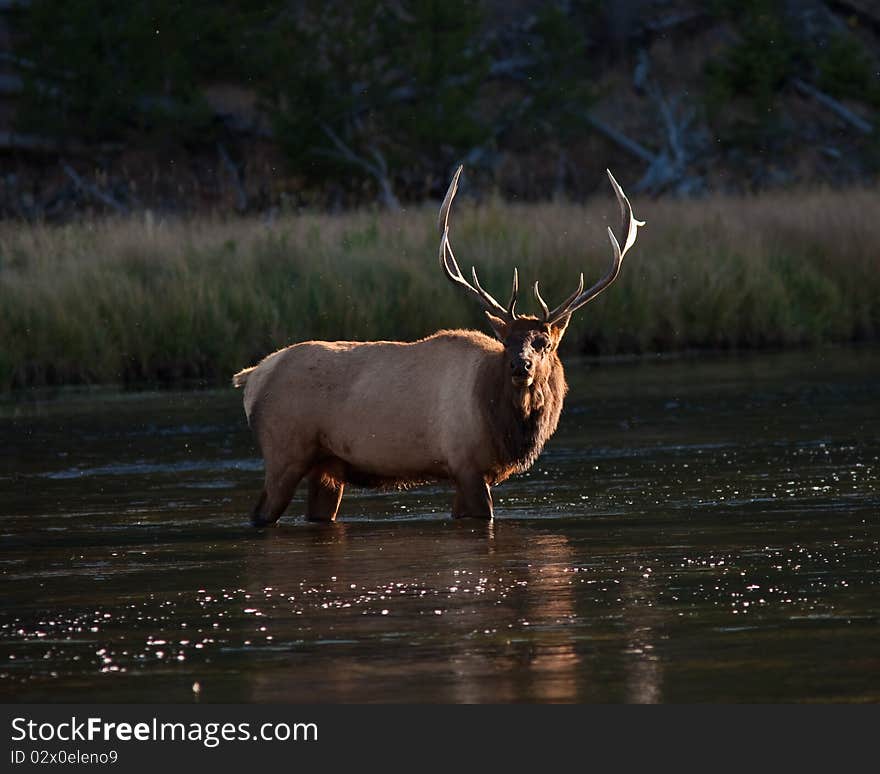 Elk during the fall season