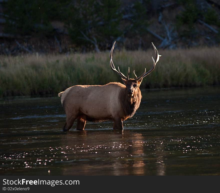 Elk