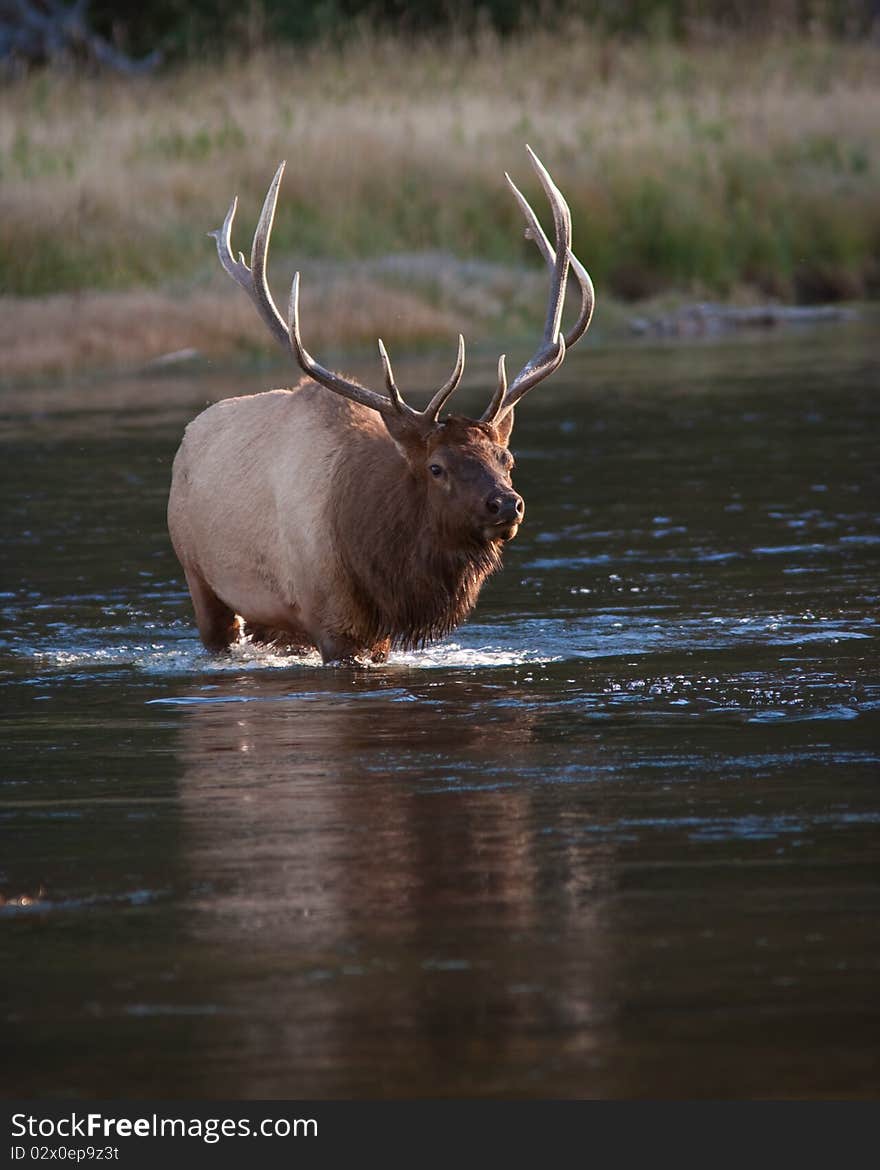 Elk during the fall season