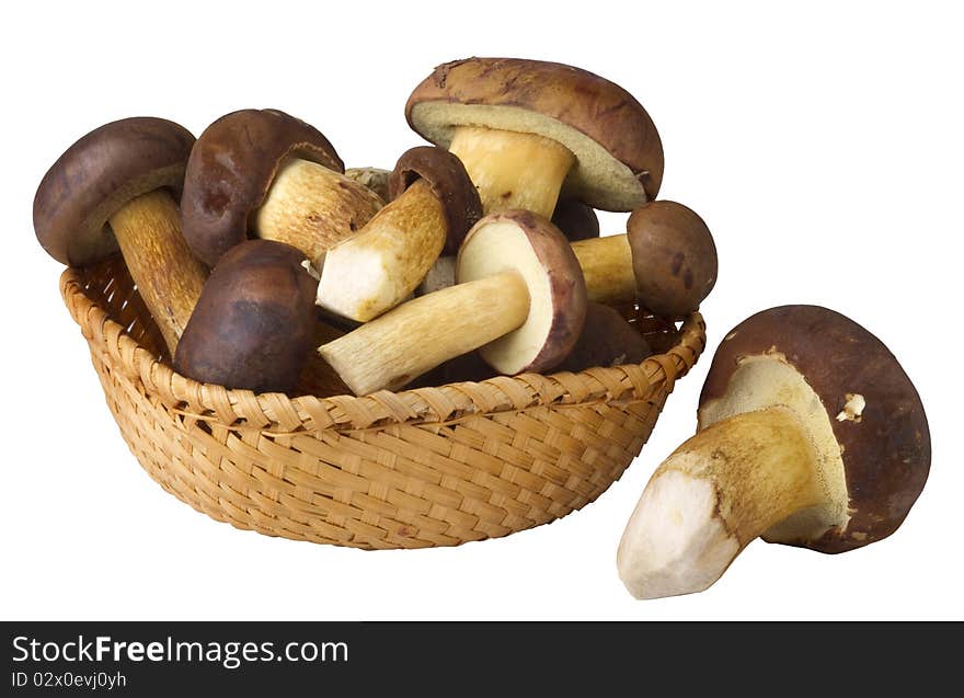 Edible mushrooms, Xerocomus badius, isolated on white background