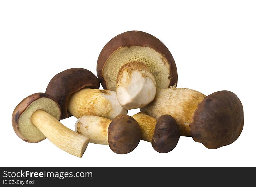 Edible mushrooms, Xerocomus badius, isolated on white background