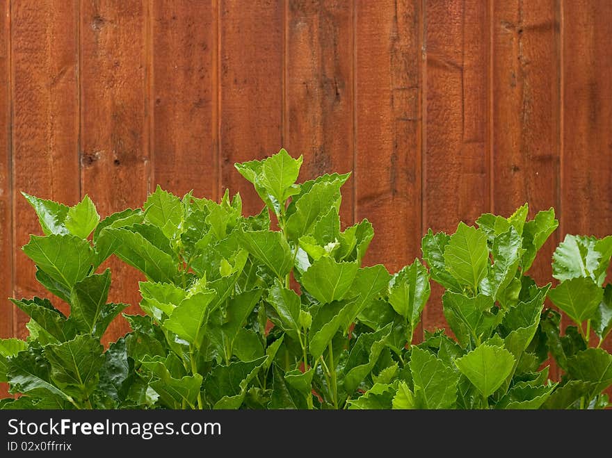 Large Plant Leaves with Red Wood Fence Background. Large Plant Leaves with Red Wood Fence Background